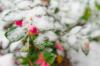 Camélia de inverno: variedades resistentes e cuidados no inverno