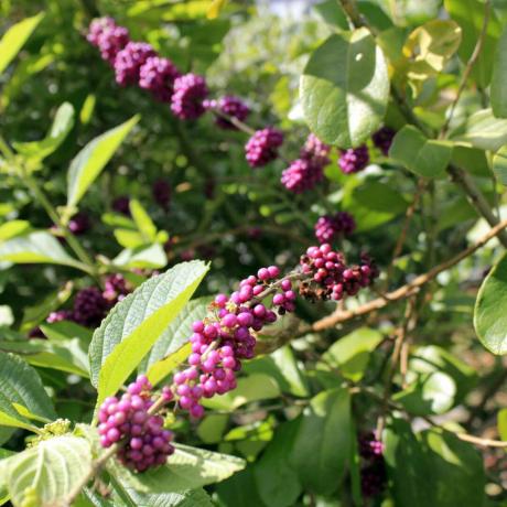 Fuchsia fialové bobule ovocie na kríku
