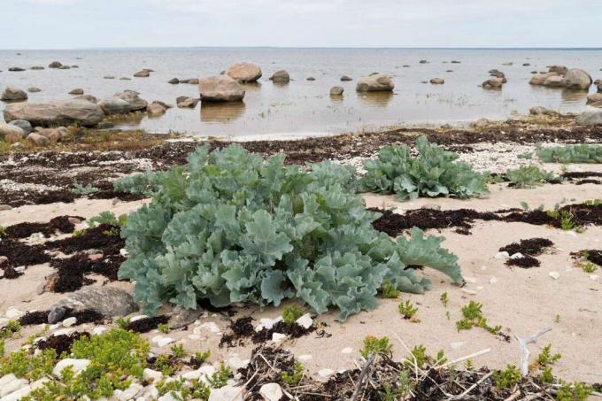 Το λάχανο της θάλασσας φυτρώνει στην παραλία 