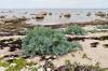 Kapusta morska: sadzenie i pielęgnacja kapusty plażowej