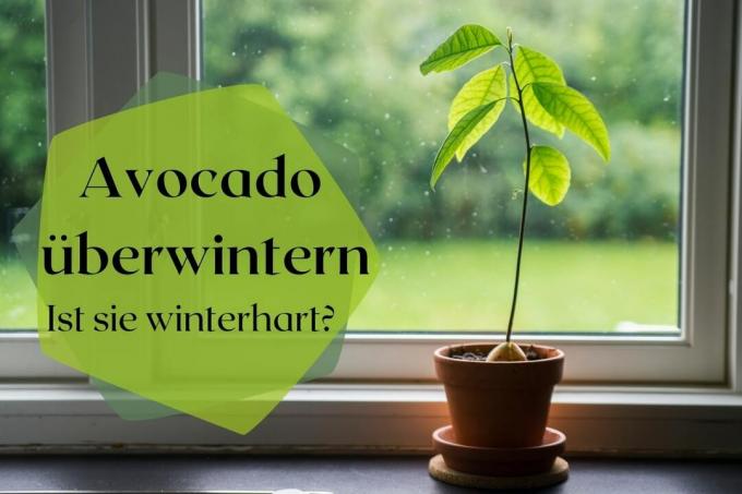 Kako prezimiti avokado - ali je zimsko odporen? naslovna fotografija
