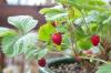 Strawberry liar: berbunga, varietas & perawatan