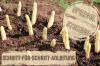 Prikk asparges selv: Instruksjoner i 5 trinn