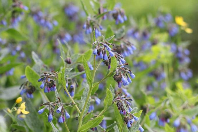 Mavi çiçek açan karakafes (Symphytum azureum)