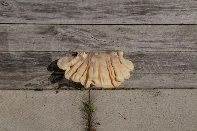 Дивље печурке на зиду