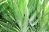 Crescita della palma Yucca: quanto velocemente cresce?