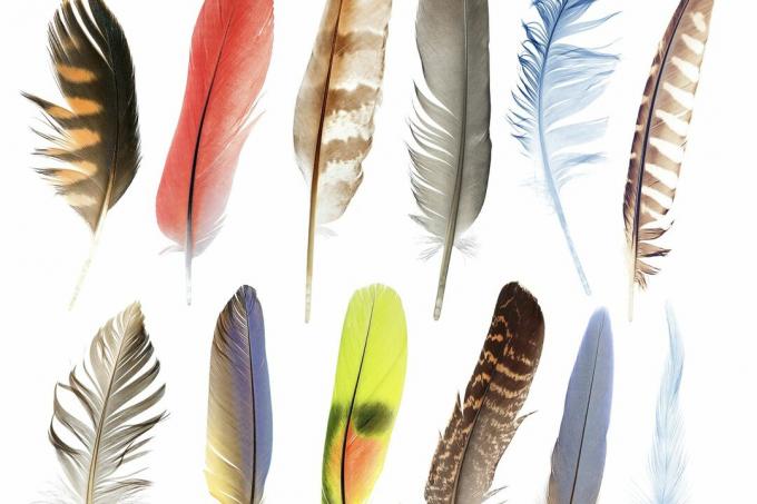different bird feathers