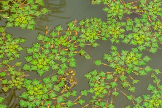 Φυτό καστανιάς νερού στη λίμνη