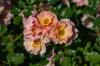 Ποικιλίες τριαντάφυλλων εδαφοκάλυψης: Οι κορυφαίες 15 μας