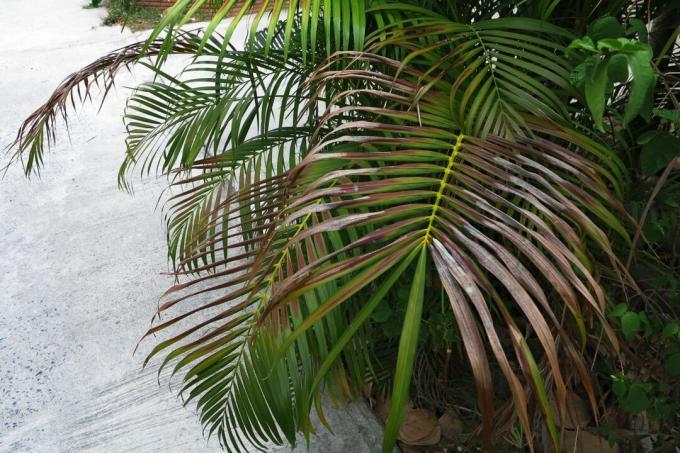 Kentia palm med torra blad
