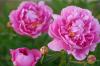 Peony: Toxic for children, cats & Co.?