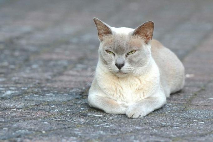 gato de color claro cuyo nombre de gato refleja cómo se ve con significado