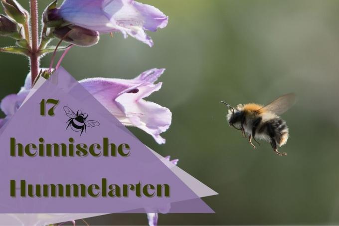 Native bumblebee species - title