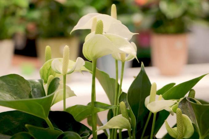 Anthurium med hvite blomster