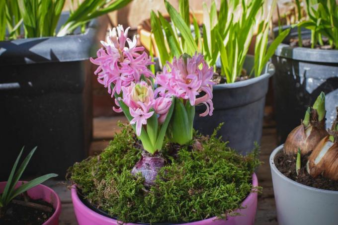 blooming hyacinth