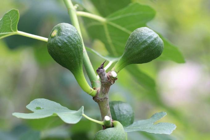 Unripe green figs