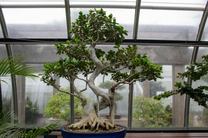 Fikuso ženšenio bonsai medis