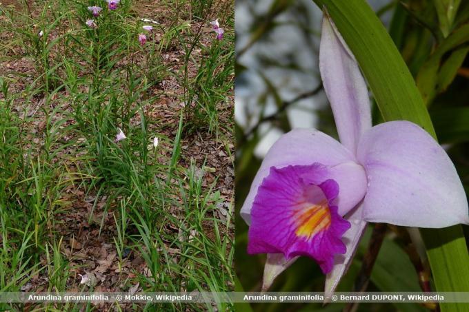Druhy orchideí, Arundina graminifolia