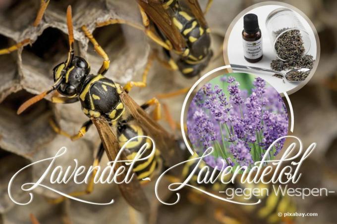 Lavender, minyak lavender melawan tawon
