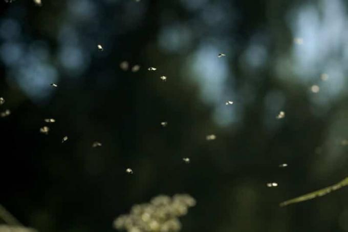 Beaucoup de mouches noires dans la nature