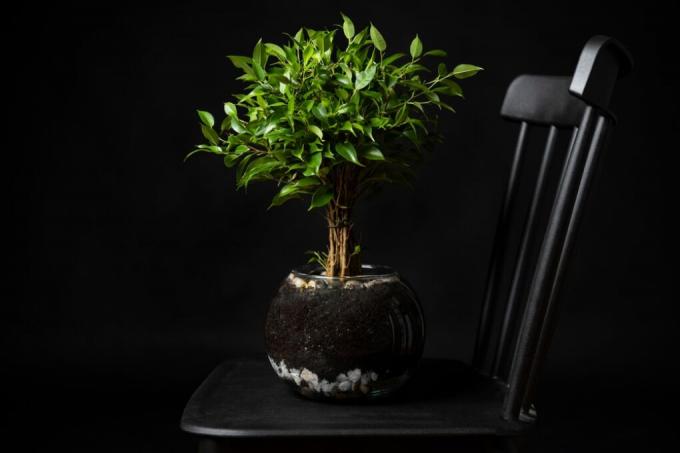 bonsai-kleepuvad-lehed