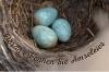 Kenali telur burung hitam dengan gambar: begini cara mengenali telurnya