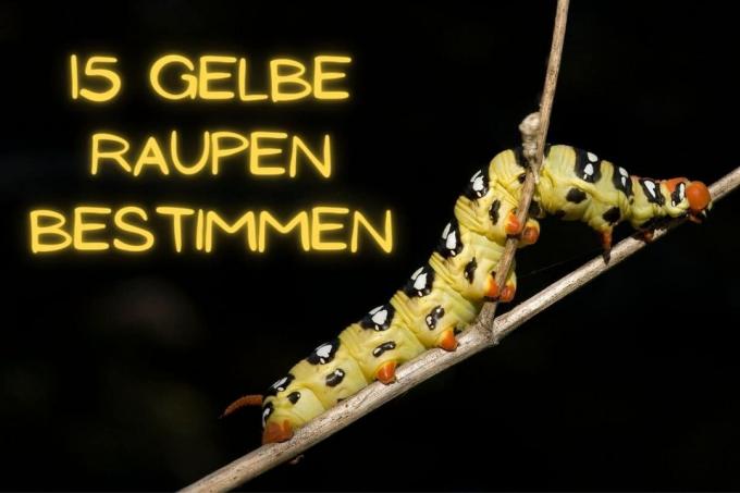 желтые гусеницы - название