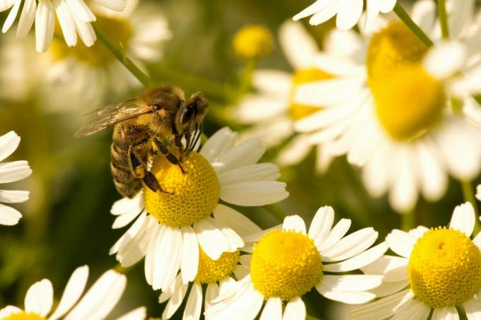 ფუტკარი გვირილის ყვავილზე
