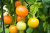Tomat Auriga: menanam dan merawat tomat oranye