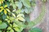 25 belles plantes grimpantes et plantes grimpantes à croissance rapide