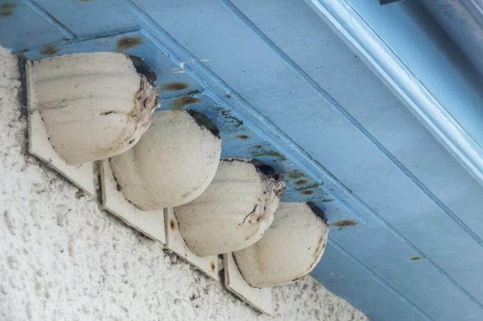 Aides à la nidification pour les hirondelles de maison