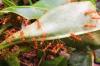 Cara membasmi semut di tempat tidur herbal