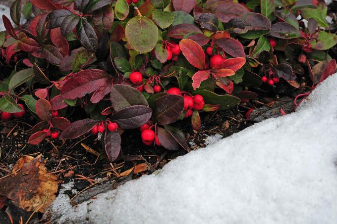 พุ่มไม้ Cloudberry ในหิมะ