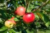 Soiuri de mere: 50 de soiuri de mere dulci, acrișoare și timpurii