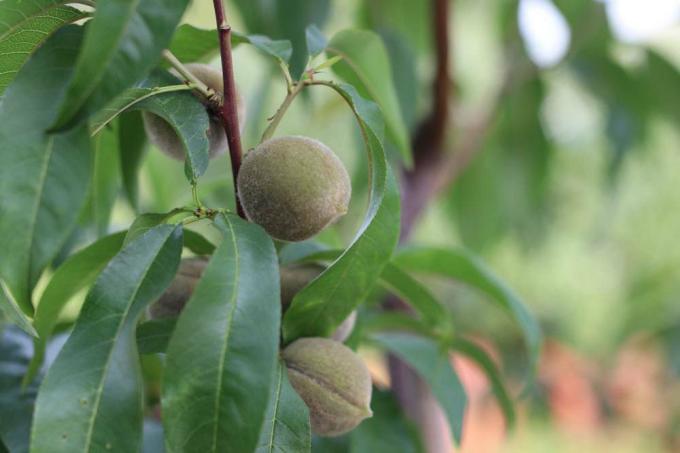 Пойсдорфський виноградний персик, Prunus persica