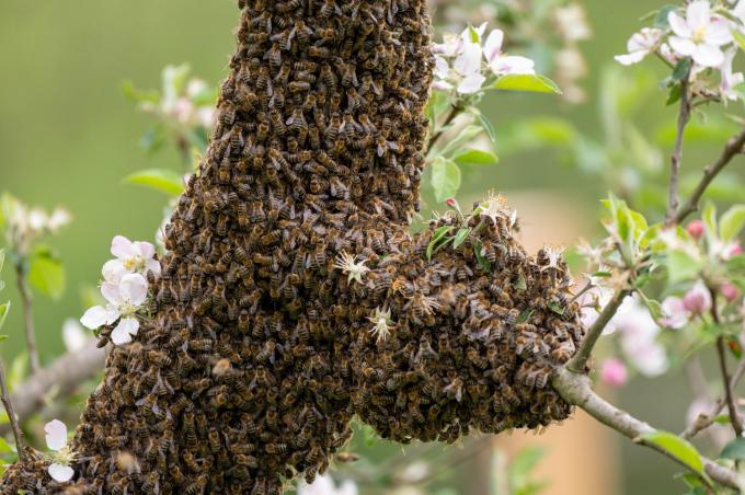 ziņo par bišu spietu
