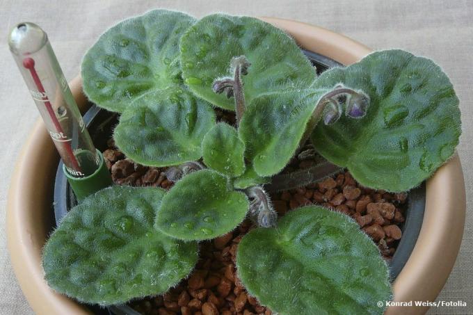Hydroponics in the African violet