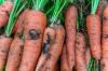 Identifier, prévenir et combattre les mouches de la carotte