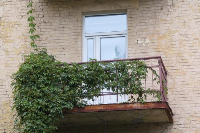 cutie balcon-planta-protectie intimitate