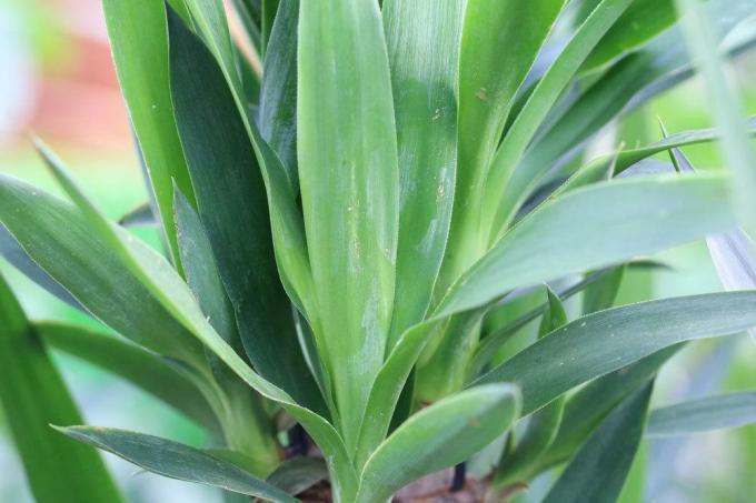 Το Palm Lily χρειάζεται την κατάλληλη φροντίδα