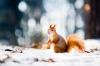 Градински животни през зимата: как да помогнем?