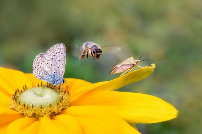 Perhonen ja mehiläinen keltaisella kukalla