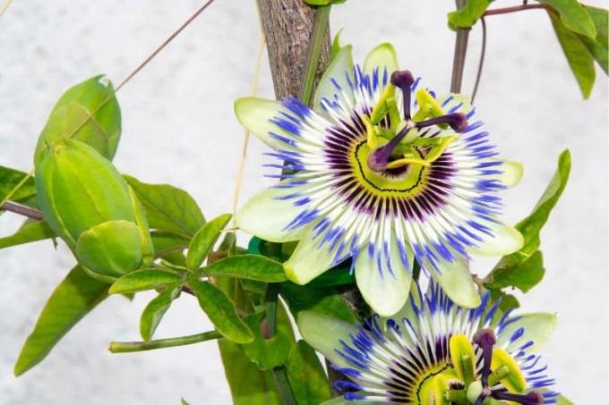 Fiore della passione blu (Passiflora caerulea)