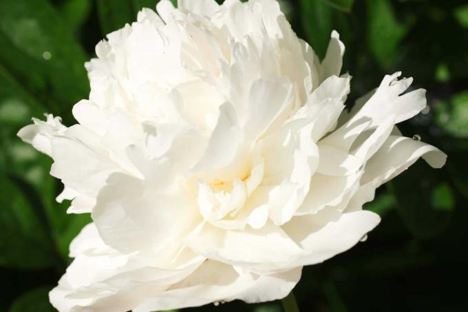 Róża doniczkowa (Paeonia lactiflora)