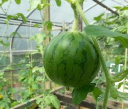 Vattenmeloner i växthuset