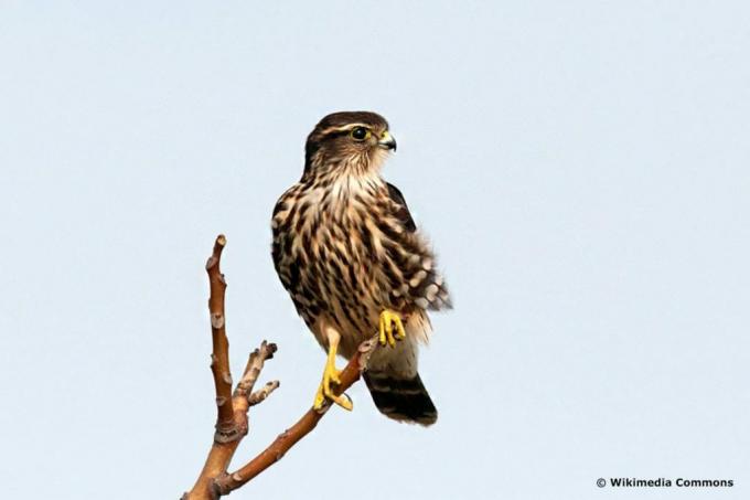 Μέρλιν (Falco columbarius)
