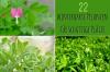22 ανθεκτικά φυτά για σκιερές τοποθεσίες: λίστα