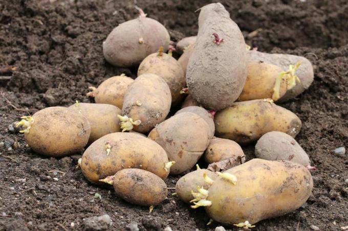 Potatoes - Solanum tuberosum