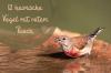 Црвене трбушне/грудне птице: 12 аутохтоних врста