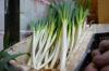 Spring onion varieties: The best types and varieties at a glance